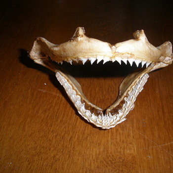 Shark tooth skeleton - Animals