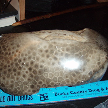 Petoskey Stone - Animals