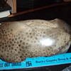 Petoskey Stone