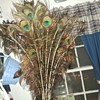 Peacock Feathers and Peacocks From Fantasy Island