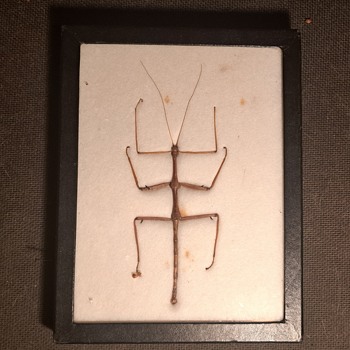 Large Walking Stick Insect - Animals