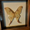Giant Female Luna Moth
