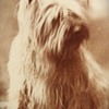Antique Cabinet Card Photo of a Cairn Terrier named "Smuttie" April 21, 1886