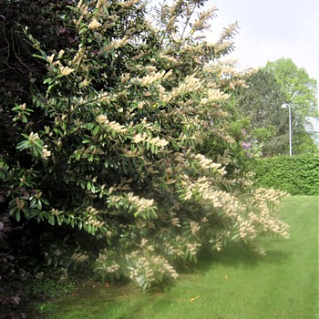 Prunus lauracerasus ... - Photographs