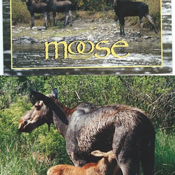 Old Postcards.... - Postcards