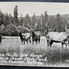 Native Wild Elk Range- Prairie Creek State Park, California. RPPC, 1940s, Kodak Paper 