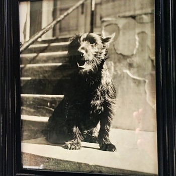 "Mitzi" Scottish Terrier Circa 1947 Lawrenceburg, Indiana - Animals