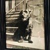 "Mitzie" Scottish Terrier Circa 1947 Lawrenceburg, Indiana