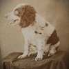  "Ben" Springer Spaniel CDV  19th Century Photographer Charles Walsh, Kingston, NY