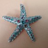 Napier starfish brooch 