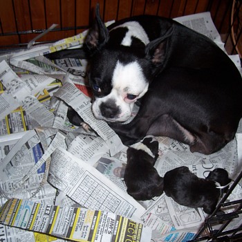for jscotto363-- our new family members - Animals