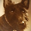  Terrier Dog Antique Framed Photo 