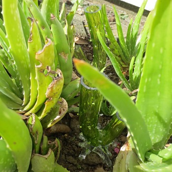 New Shoots in the Aloe Vera by John Walsh Walsh - Art Glass