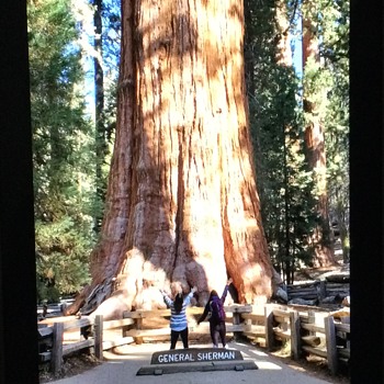 A WALK AMONGST GIANTS...with my Daughter! - Photographs