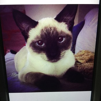PHOEBE’S STORY.... - Photographs