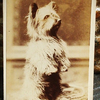 Cairn Terrier CDVs Circa 1870 - Animals