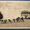 Copenhagen–Hermitage Castle Postcard with Deer in Park – Airmail to USA 1958