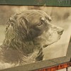 Springer Spaniel Antique Photo