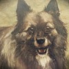 Antique Victorian Keeshond Dog Oil Portrait  Berville Paris French 1800s Signed M. Nicou