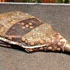 Antique Fireplace Bellows