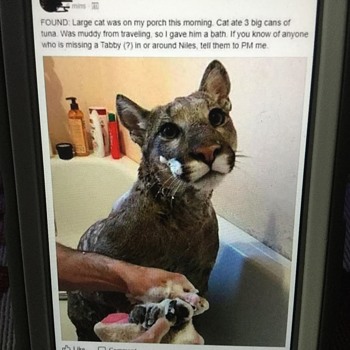 GIVING A MOUNTAIN LION A BATH...huh? - Photographs