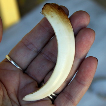 Boars Tooth/Tusk? A Claw or a Talon? What is it? - Animals