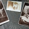 Various Dog Paper Collectibles and "Rummy" as a Cute Pup