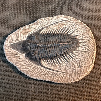 Trilobite Fossil - Animals