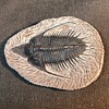 Trilobite Fossil