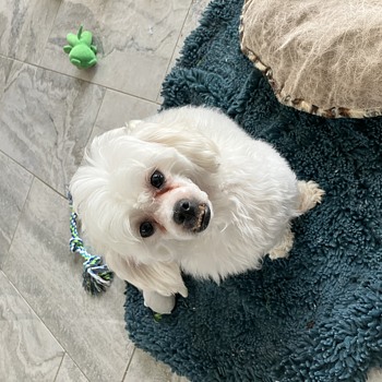 The pooch and the piper  - Advertising