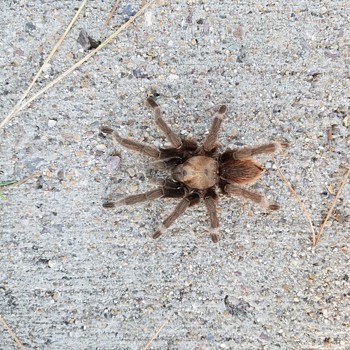 My Little Tarantula - Photographs